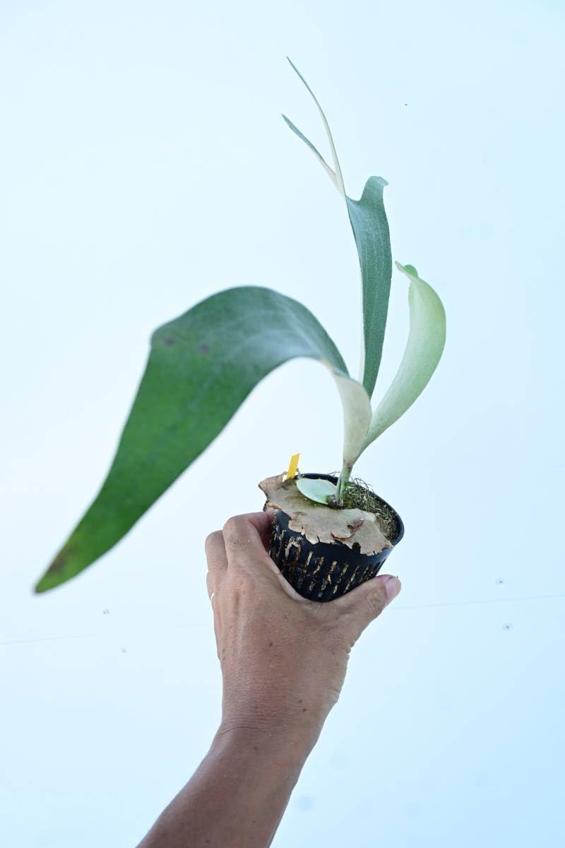 Amazon.co.jp: P.vassei × P.veitchii② @bikamori.com ビカクシダ